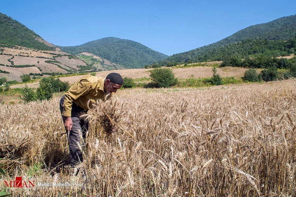 خرید گندم از کشاورزان داخلی: ۵ هزار تومان؛ خرید گندم از کشاورزان خارجی: ۷ هزار تومان
