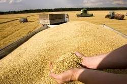 گندم خریداری شده نصف میزان پیش‌پینی دولت است