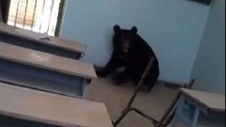 یک قلاده خرس در مدرسه گرفتار شد