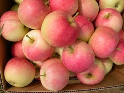 قیمت اقلام اساسی در ۶ شهریور/ نرخ هر کیلو سیب دورنگ