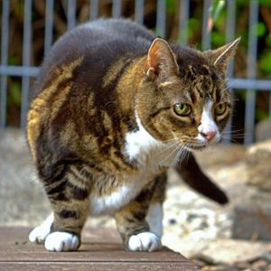 درمان آرتروز در گربه ها