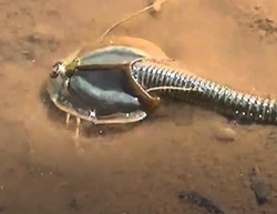 پیداشدن چند موجود عجیب الخلقه در قطب جنوب! +عکس