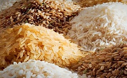 چگونه برنج ارزان دولتی بگیریم؟