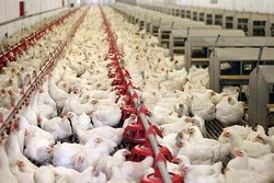کاهش قدرت خرید مردم، مرغ را ارزان کرد
