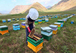 صدور دستور قضایی ترخیص ۶ هزار تن غذای زنبور عسل از گمرک