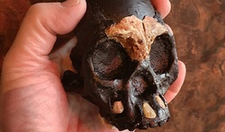 اولین شواهد انتقال بیماری از حیوان به انسان در فسیل ۵۰ هزار ساله