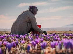 خروج فلهای طلای سرخ از کشور/ مسئولان براساس چه معیاری قیمتگذاری میکنند؟