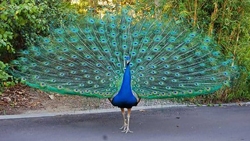 تصاویر/ مزرعه پرورش طاووس - ساری