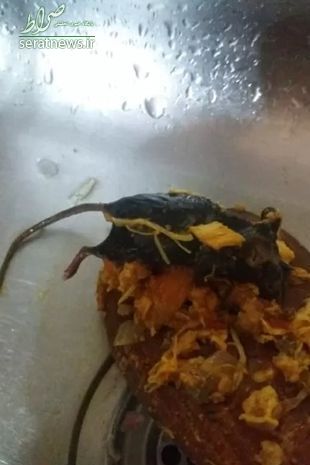 پیدا کردن موش در داخل قوطی رب گوجه فرنگی!
