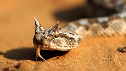 یک درمان جدید برای کرونا؛ سم افعی