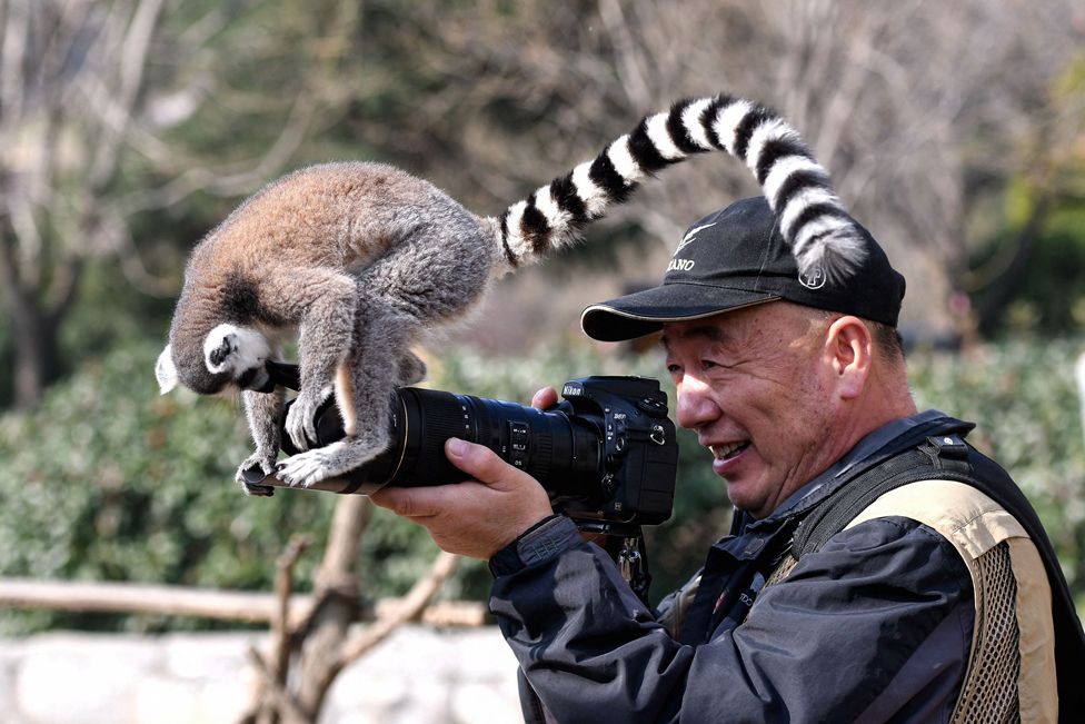 عکس / شیطنت یک میمون با دوربین عکاسی در پارک حیات وحش چین!
