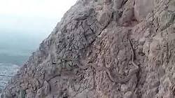 فیلم| یک مار وسط برنامه صداوسیما، مهمان زن را نیش زد!