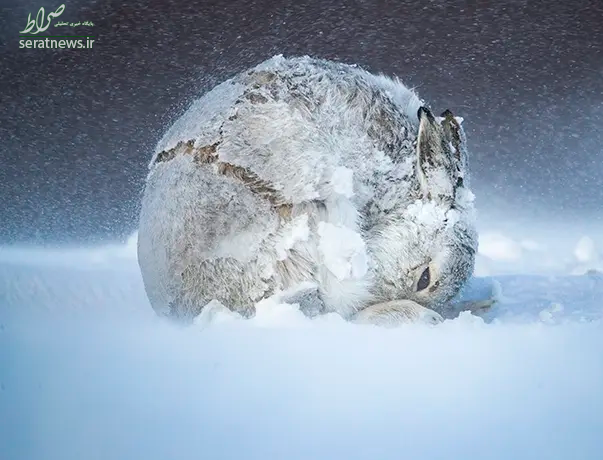 عکس / راهکار جالب خرگوش کوهستانی در برف و سرما