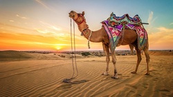 تبلیغ باورنکردنی شیر شتر توسط کریستیانو رونالدو در عربستان + فیلم