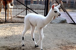 فیلم / پناه آوردن یک سگ از سرما به ایستگاه اتوبوس