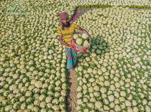 تصویری جالب و دیدنی از مزرعه گل کلم در بنگلادش