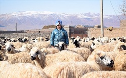 آغاز صادرات دام ایران به 