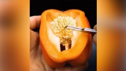 فیلم/ کشت خاویار گیاهی معروف به کینوا در کویر یزد