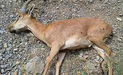 نام غذای ایرانی در میان چندشآورترین غذاهای دنیا + عکس