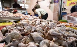 تداوم عرضه مرغ به نرخ ۲۸هزار تومان