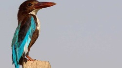 تصاویر / غواصی در جزیره کیش