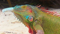 فیلم /تولد بچه لاما در باغ وحش ارم