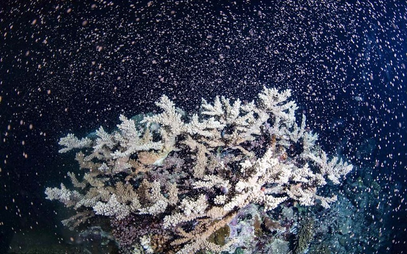 عکس / مرجان‌ها در حال تخم ریزی در اقیانوس آرام