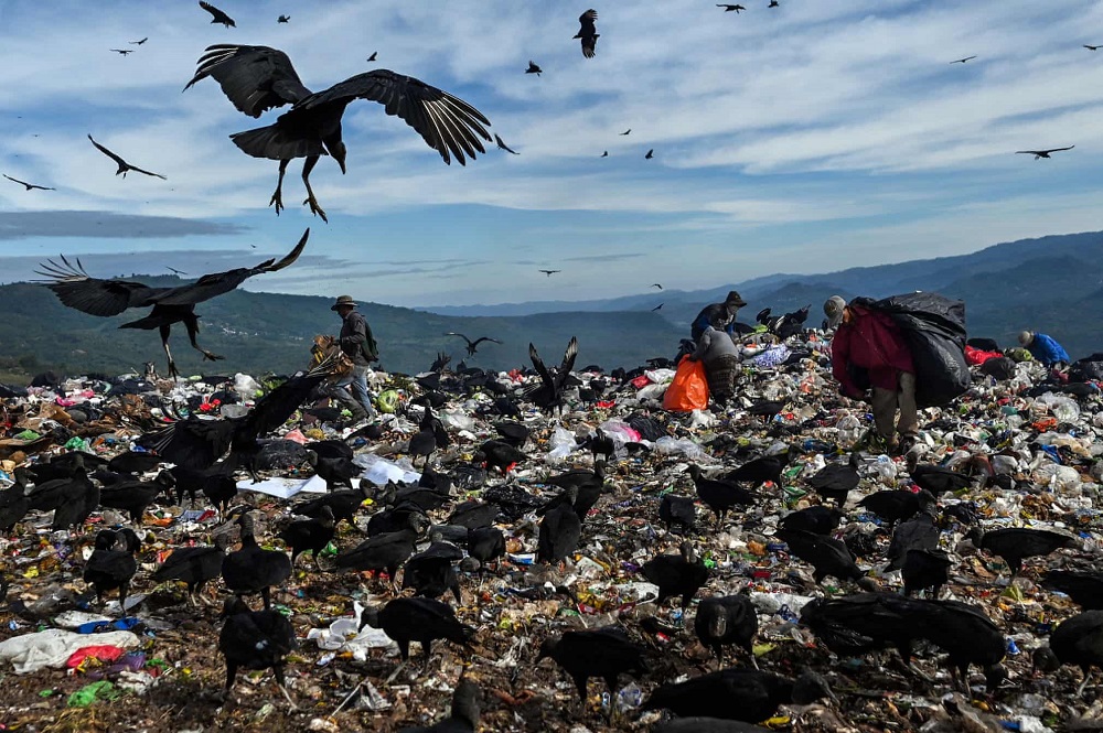 عکس / تجمع کرکس‌های سیاه روی زباله‌ها در هندوراس