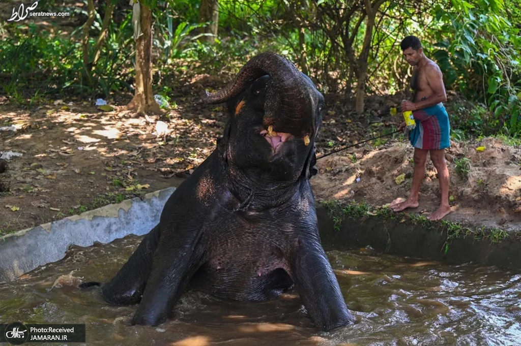 عکس/ حمام کردن فیل