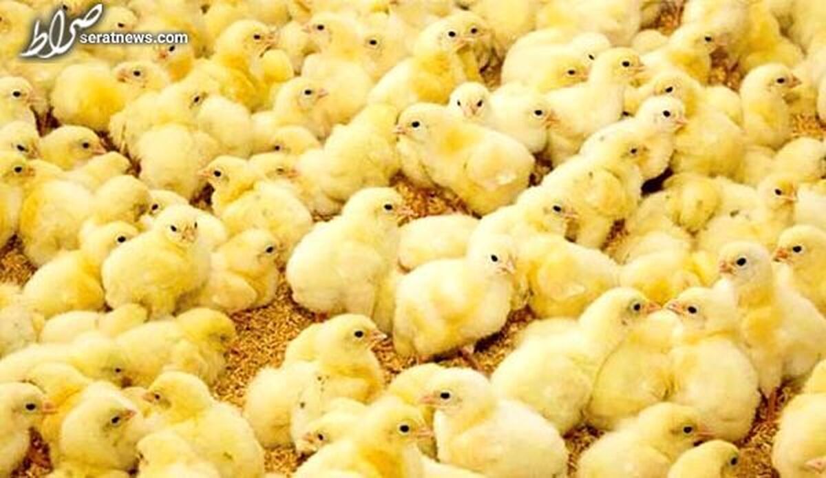 کاهش ۳۰ درصدی خرید مرغ / ۱۵ میلیون تخم مرغ از چرخه تولید حذف شد