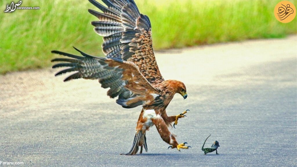 عکس/ شکار آفتاب پرست توسط عقاب