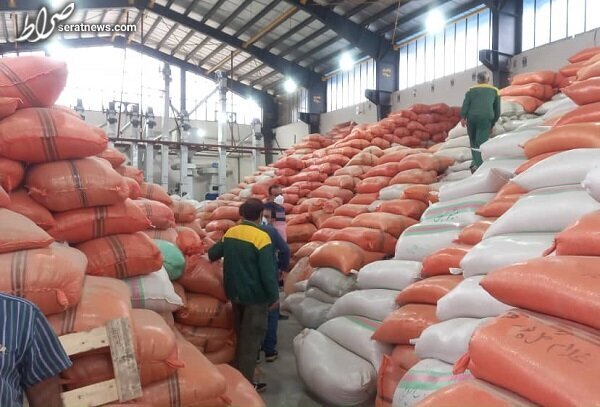 واردات دوسر سود برنج برای مافیا/ شالیکار مات شد!