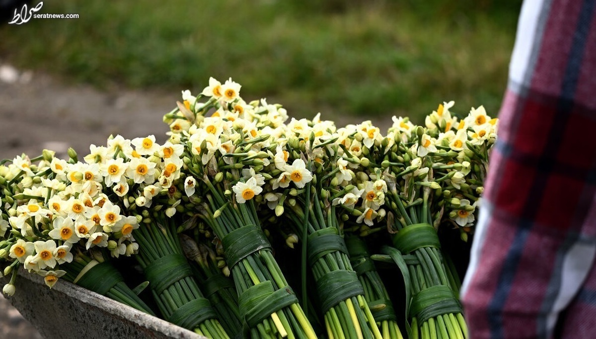 تصاویر/ سایت کاشت گل نرگس - یزد