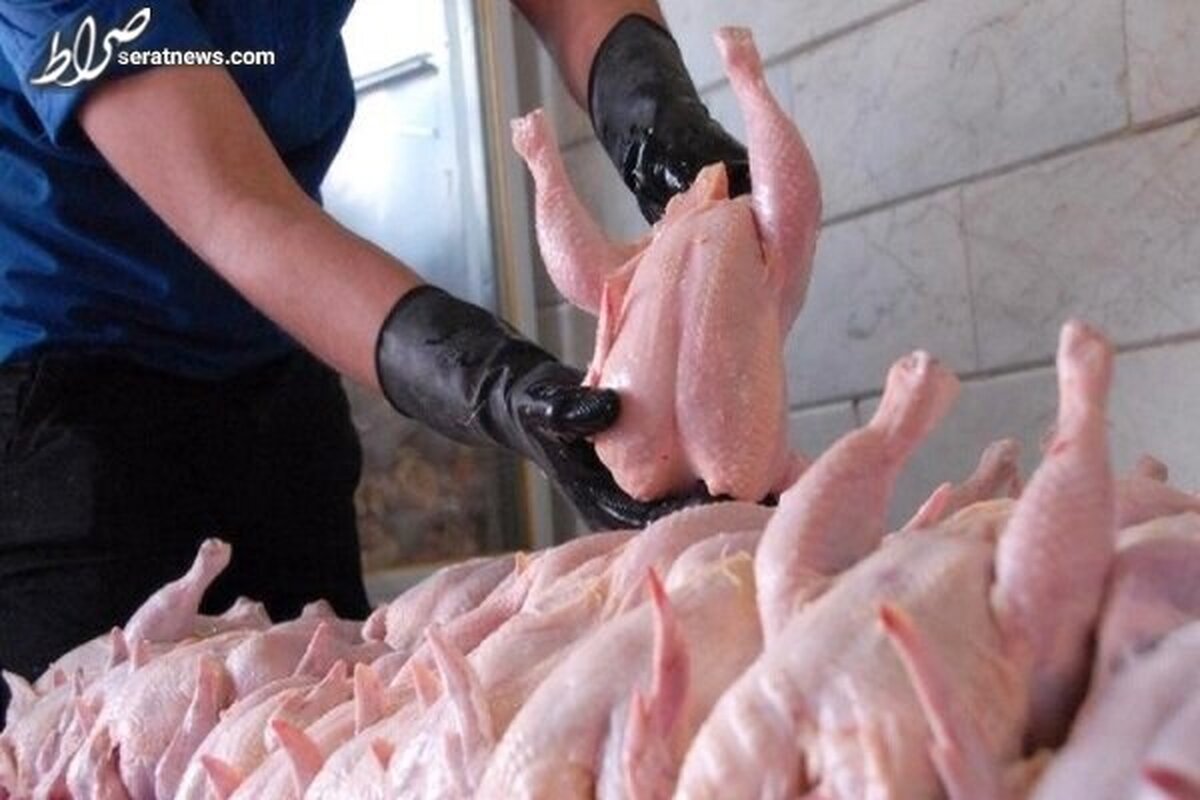 خرید ۵۰۰ تُن مرغ مازاد / قیمت مرغ به ۵۱ هزار تومان رسید
