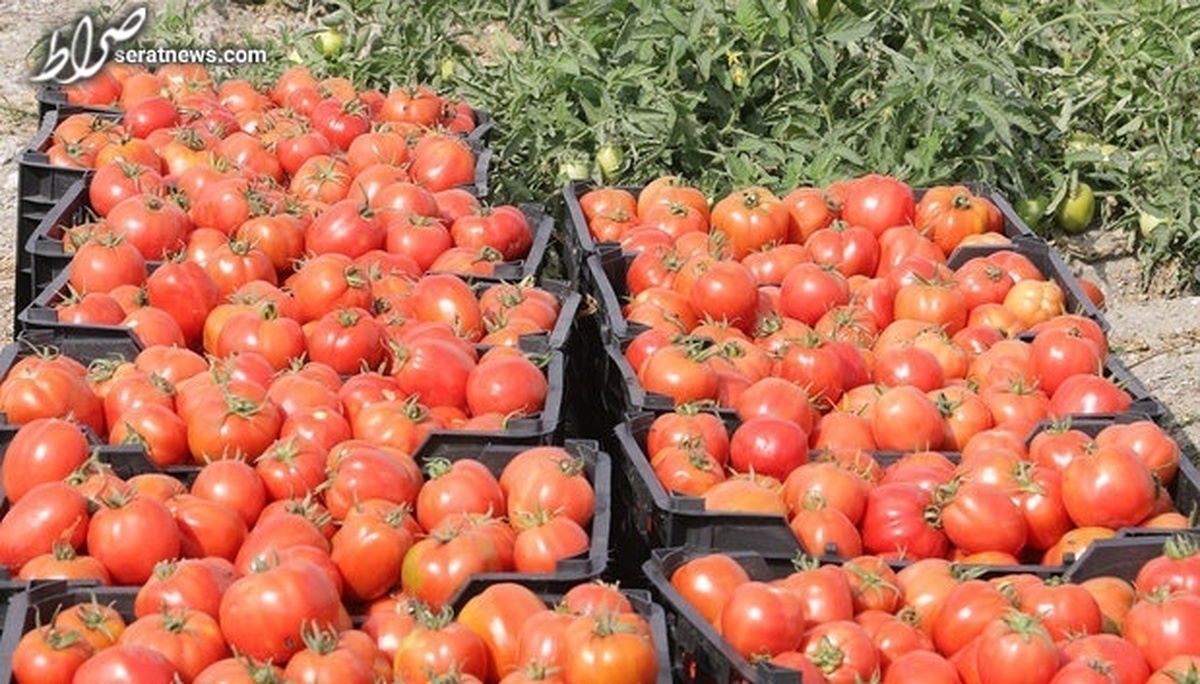 لغو عوارض ۷۰ درصدی صادرات گوجه فرنگی