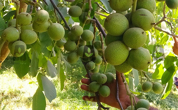 پر بار‌ترین ارقام نهال گردو سردسیری و گرمسیری را بشناسید!