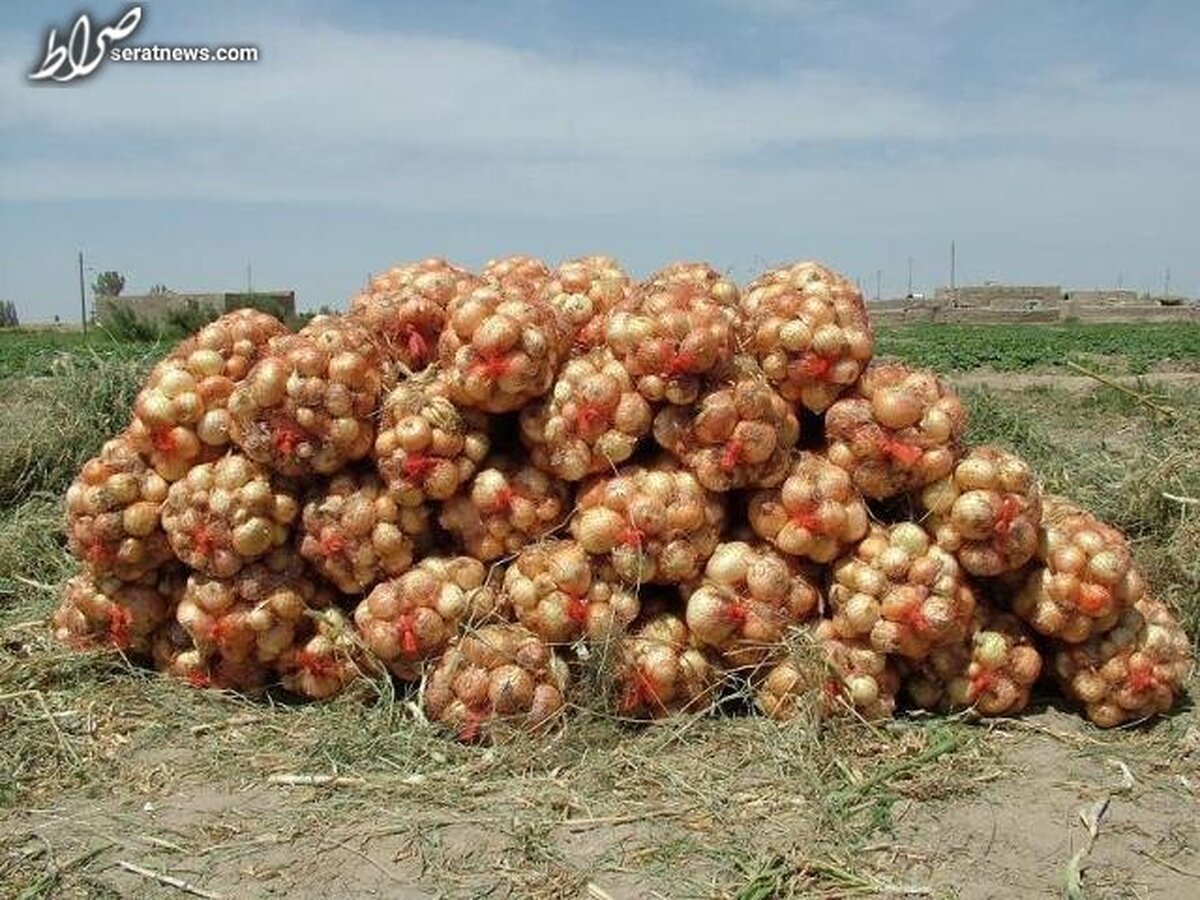 تناقض قیمت میوه و سبزیجات از توزیع تا بازار