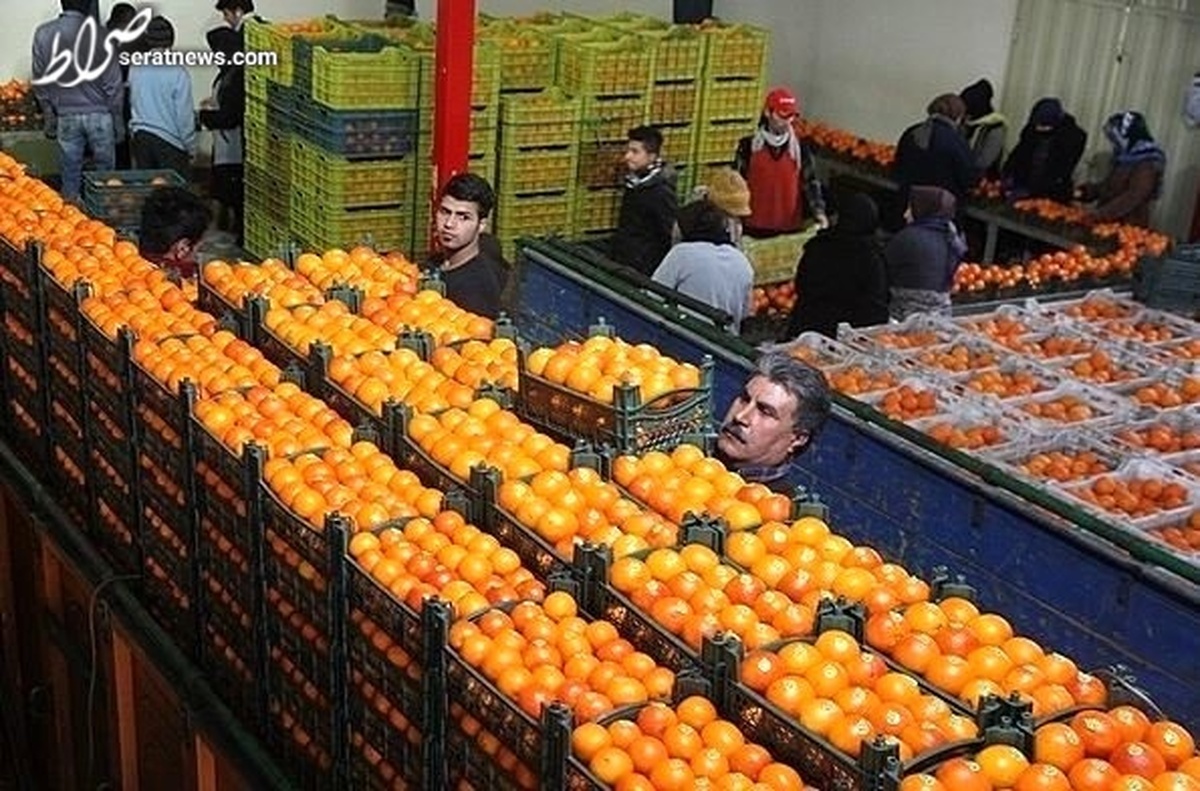 ذخیرهسازی ۱۵ هزار تن سیب و پرتقال برای تنظیم بازار شب عید