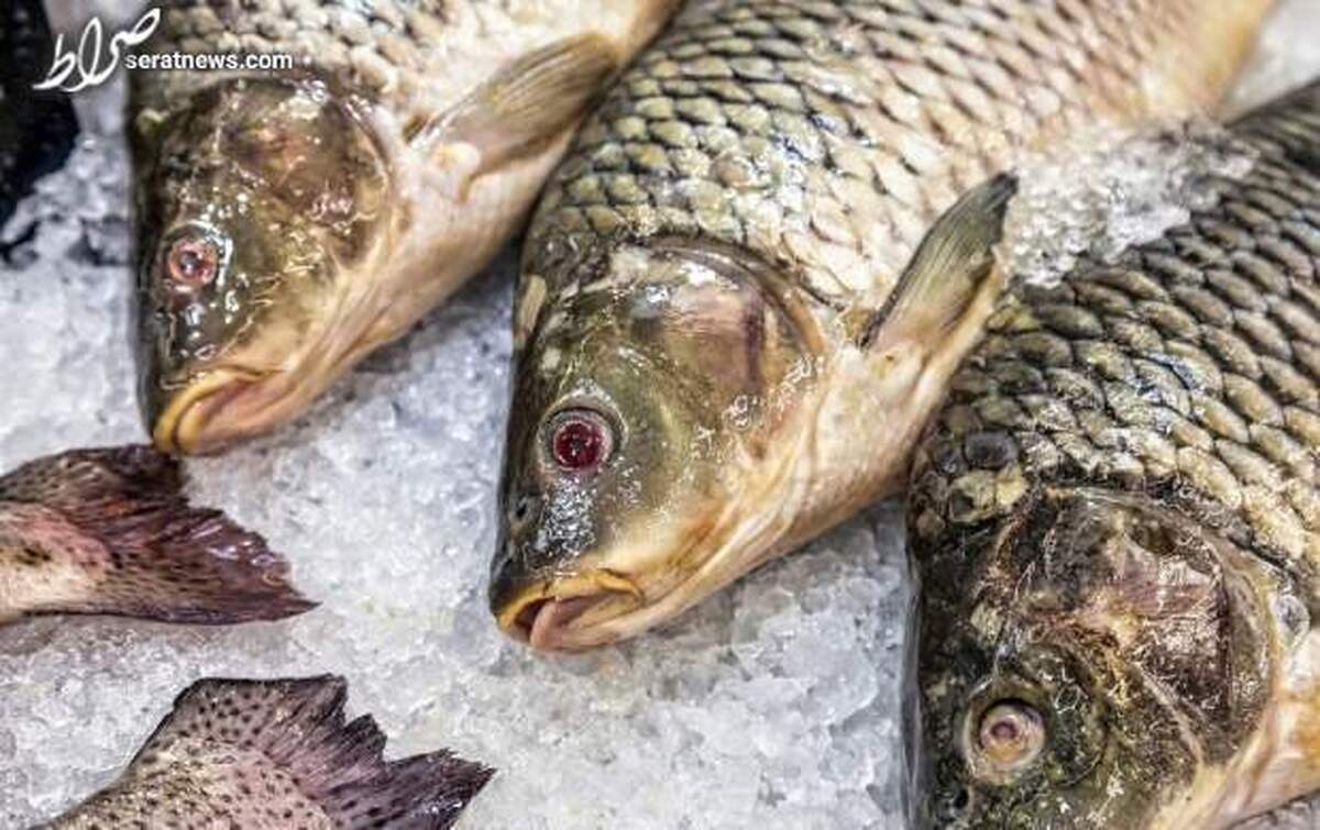 جدیدترین قیمت ماهی قزل آلا و سالمون در بازار