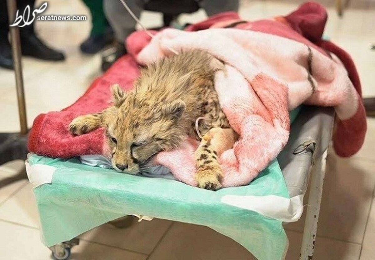 ردپای