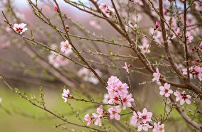 تصاویر / شکوفه‌های بهاری در باغشهر زیبای مهریز