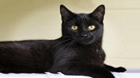 فیلم / گربه‌ای که واژه استتار را معنی کرد