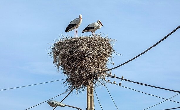 عکس/همزیستی لک لک‌ها در روستای کپر جودکی بروجرد با مردم روستا