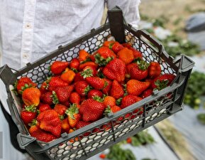 تصاویر / برداشت توت فرنگی از گلخانه‌های رامهرمز