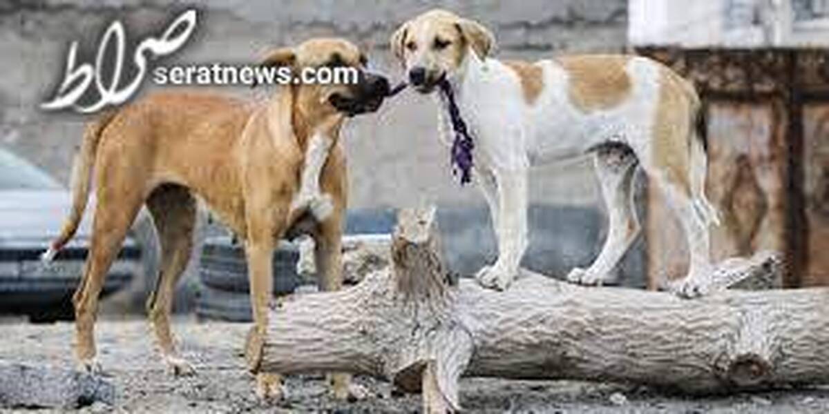 حمله سگ ولگرد به ۵ شهروند در کاشان