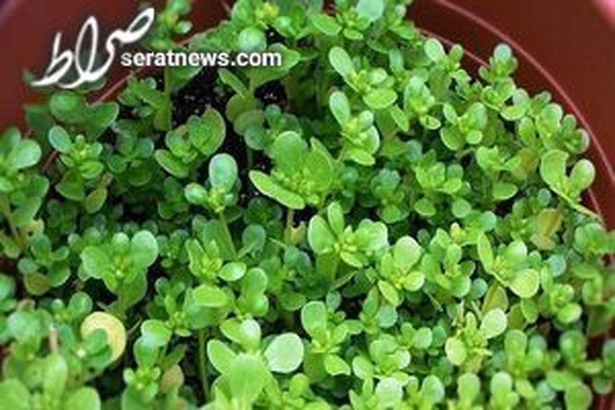 گیاهی سرشار از امگا۳
