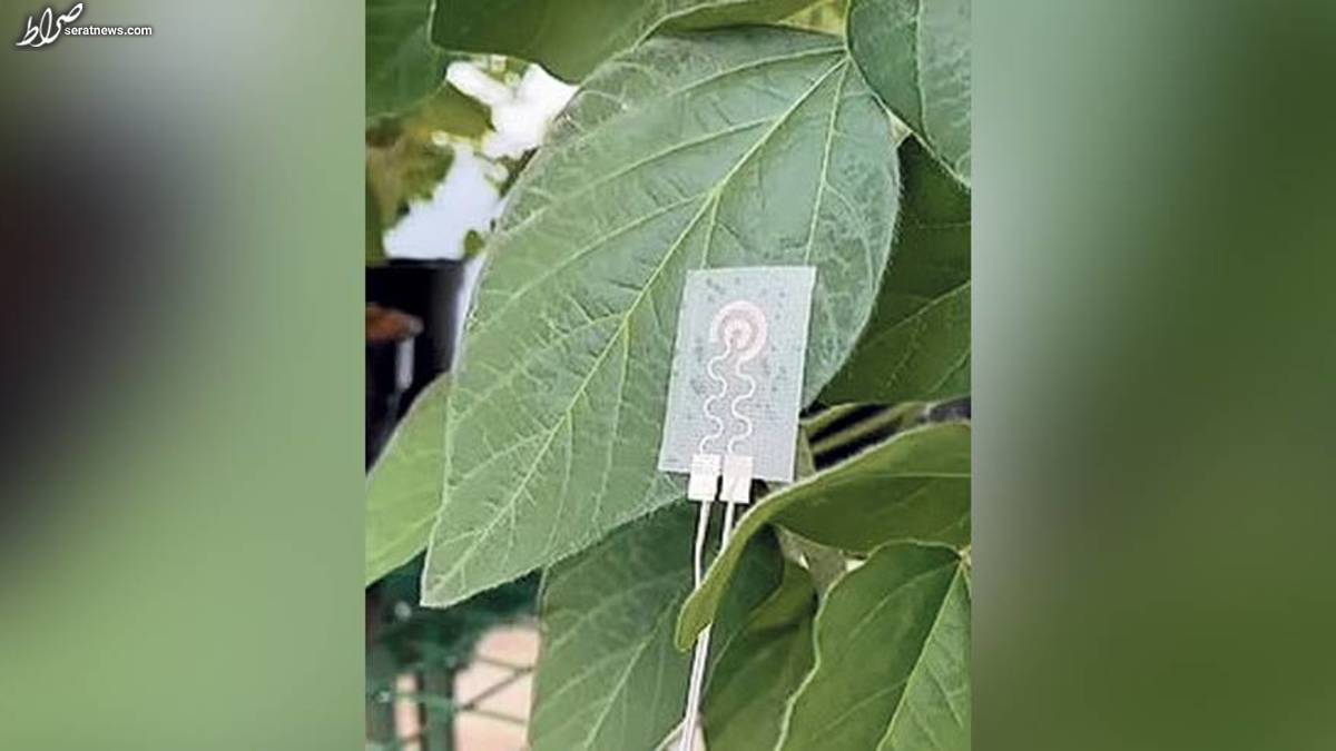 ساعت هوشمند گیاهی که میزان آب گیاه را کنترل میکند