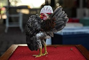 تصاویر / مسابقه زیباترین مرغ در مالزی