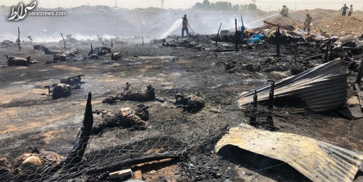 تلف شدن ۱۴۰ دام بر اثر آتش سوزی در روستای جعفرآباد تهران