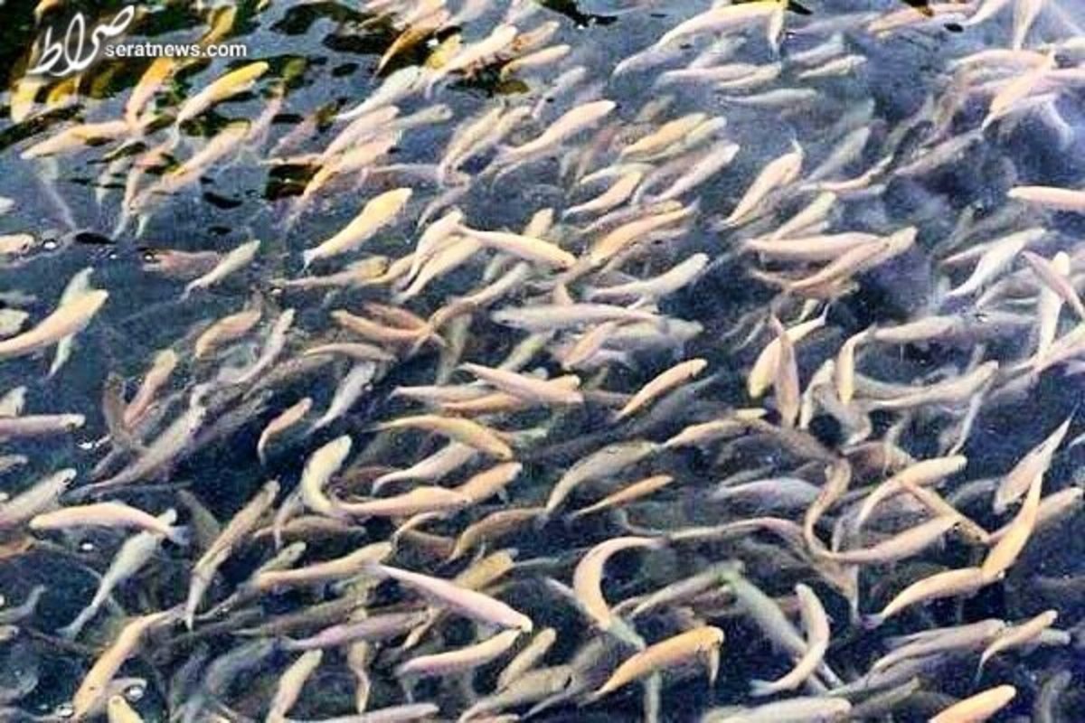 کشف ۱۰ هزار قطعه بچه ماهی آلوده و بیمار در دالاهو